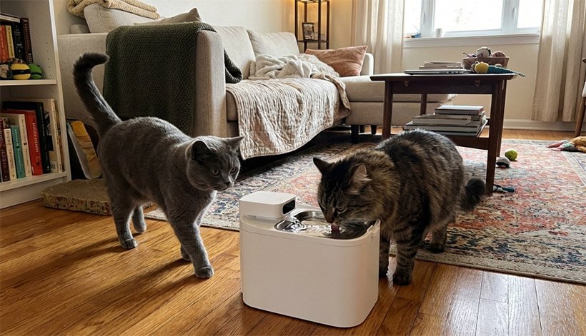 EverSweet Pet Water Fountain reviews