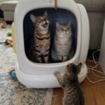 Meowant Cat Litter Box Review