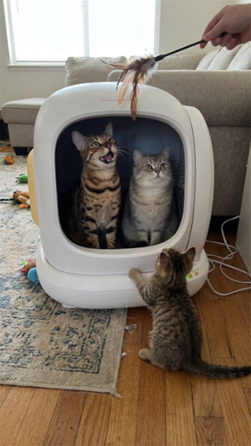 Meowant Cat Litter Box Review