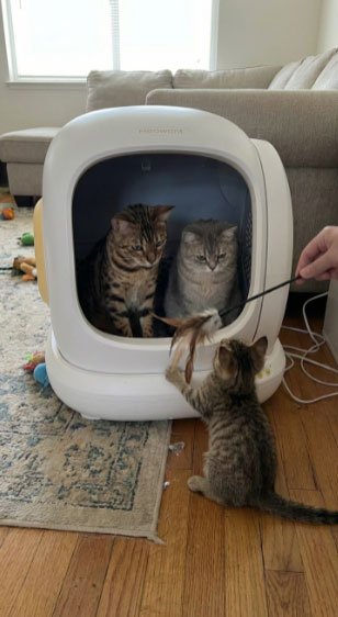 Meowant Self-Cleaning Cat Litter Box SALE